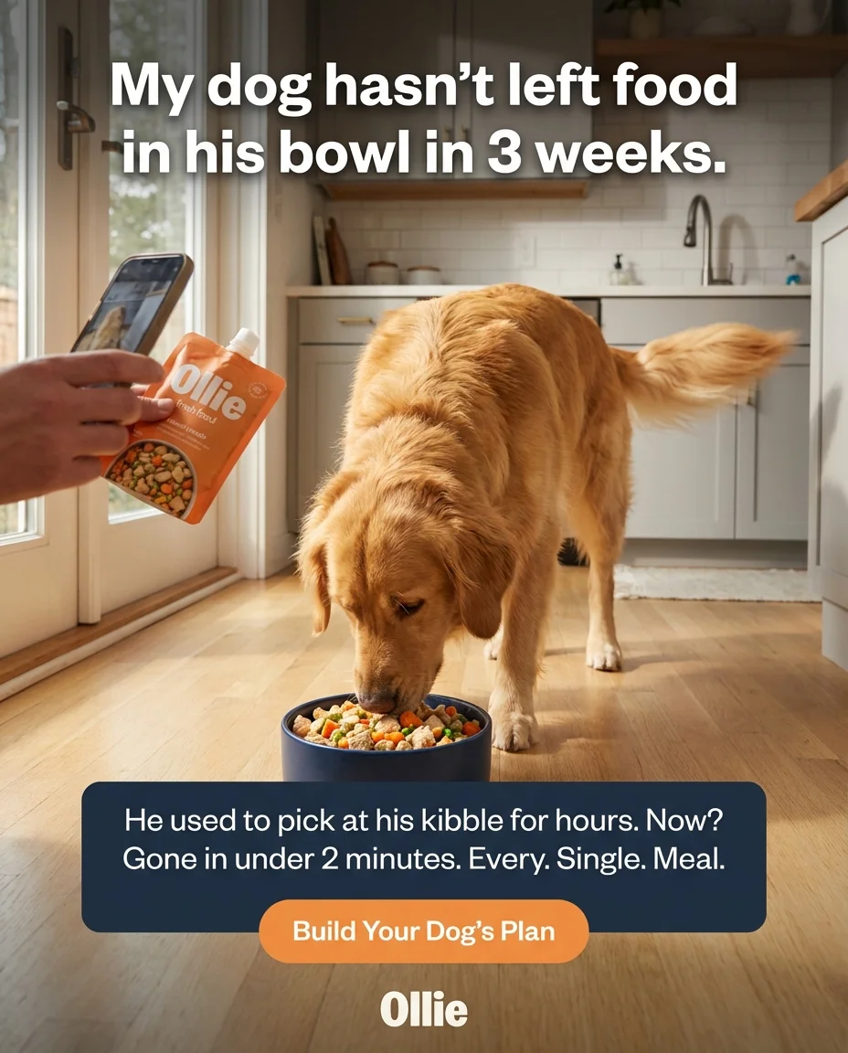 Ollie UGC ad — My dog hasn't left food in his bowl in 3 weeks.